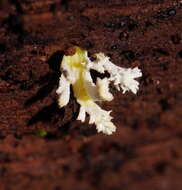 Image of <i>Cordyceps tenuipes</i>