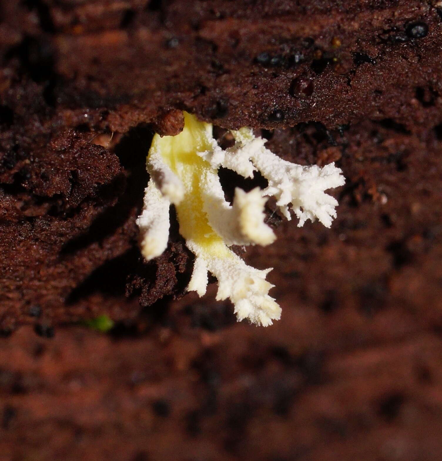 Image of <i>Cordyceps tenuipes</i>