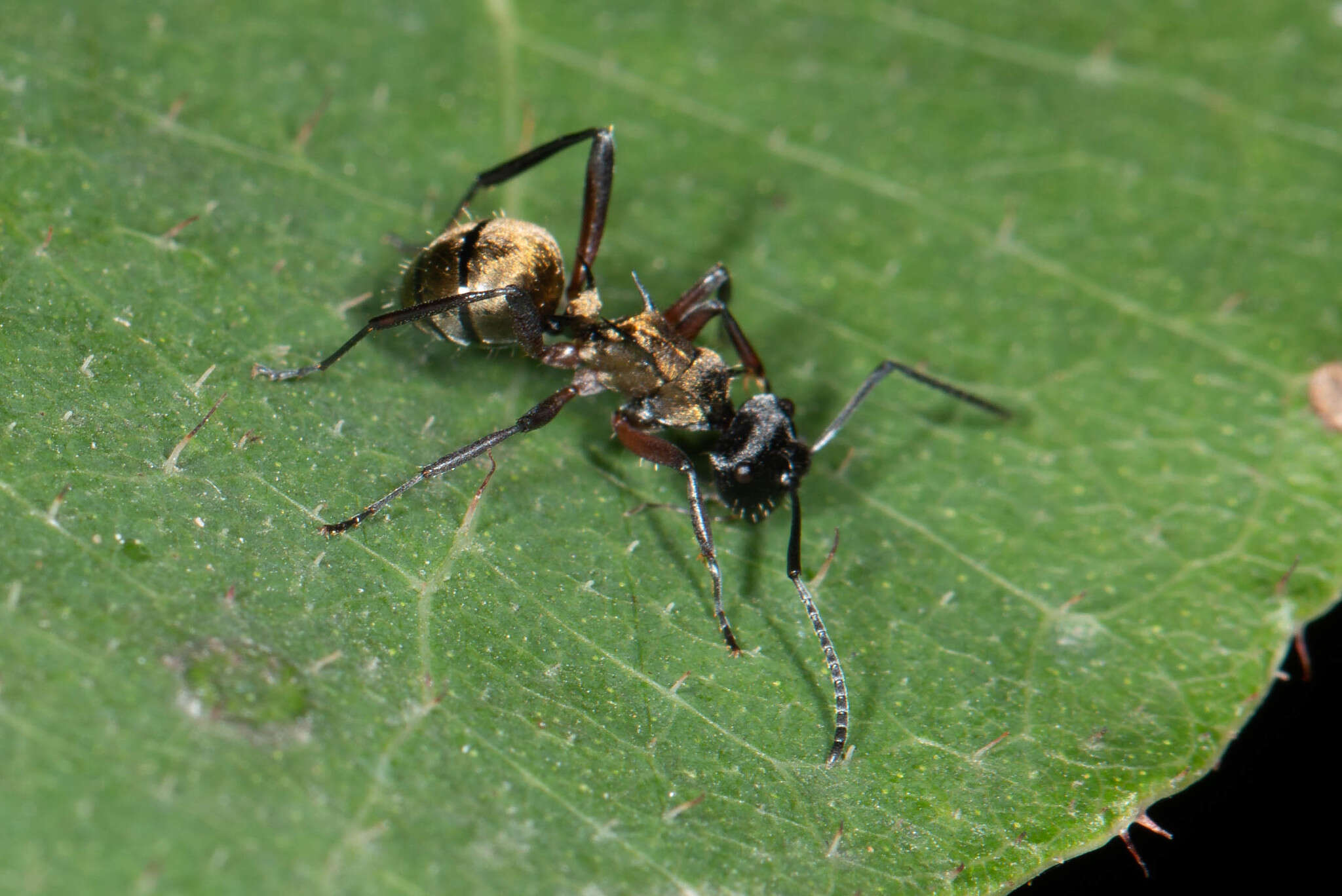 صورة Polyrhachis rufifemur Forel 1907