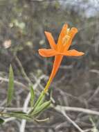Imagem de Bignonia longiflora Cav.