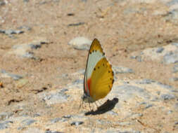 Слика од Belenois thysa (Hopffer 1855)