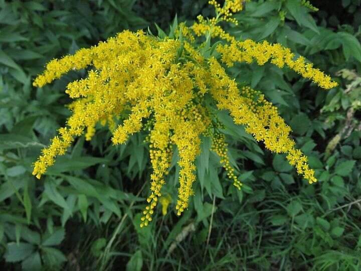 Image of Canada goldenrod