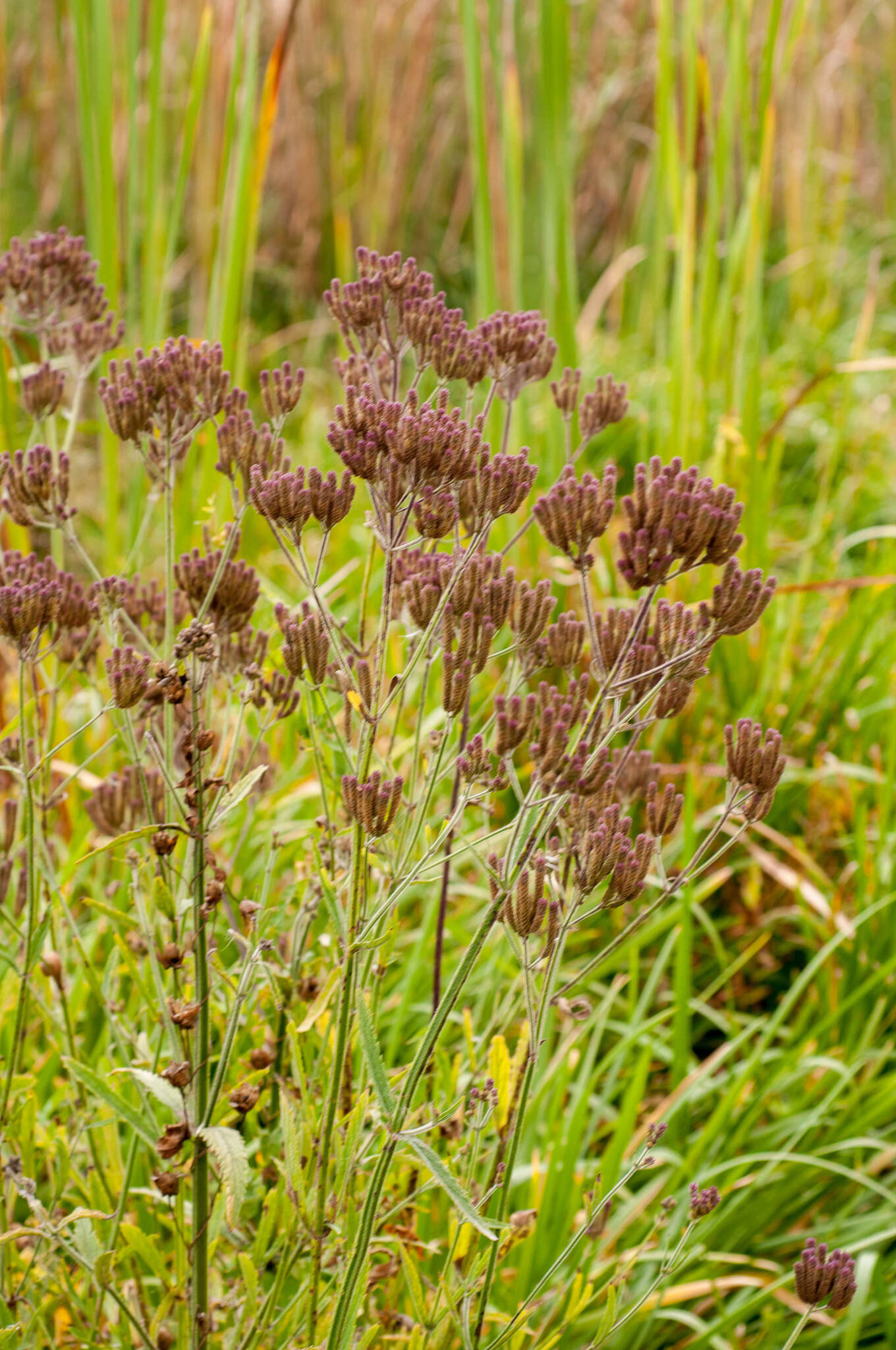 Image of Brazilian Vervain