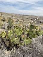 Opuntia strigil Engelm. resmi