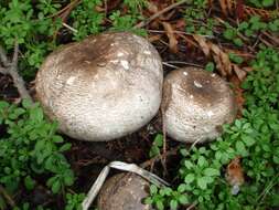 Image of Dark scaled mushroom