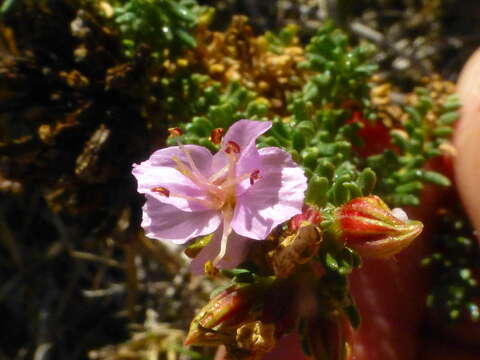 Image of Frankenia repens (Bergius) Fourc.