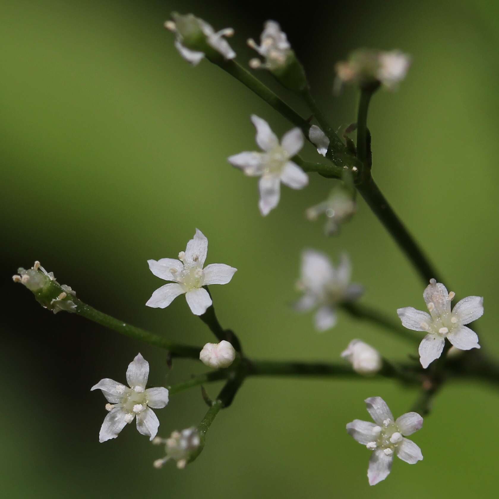 Image of Japanese honewort