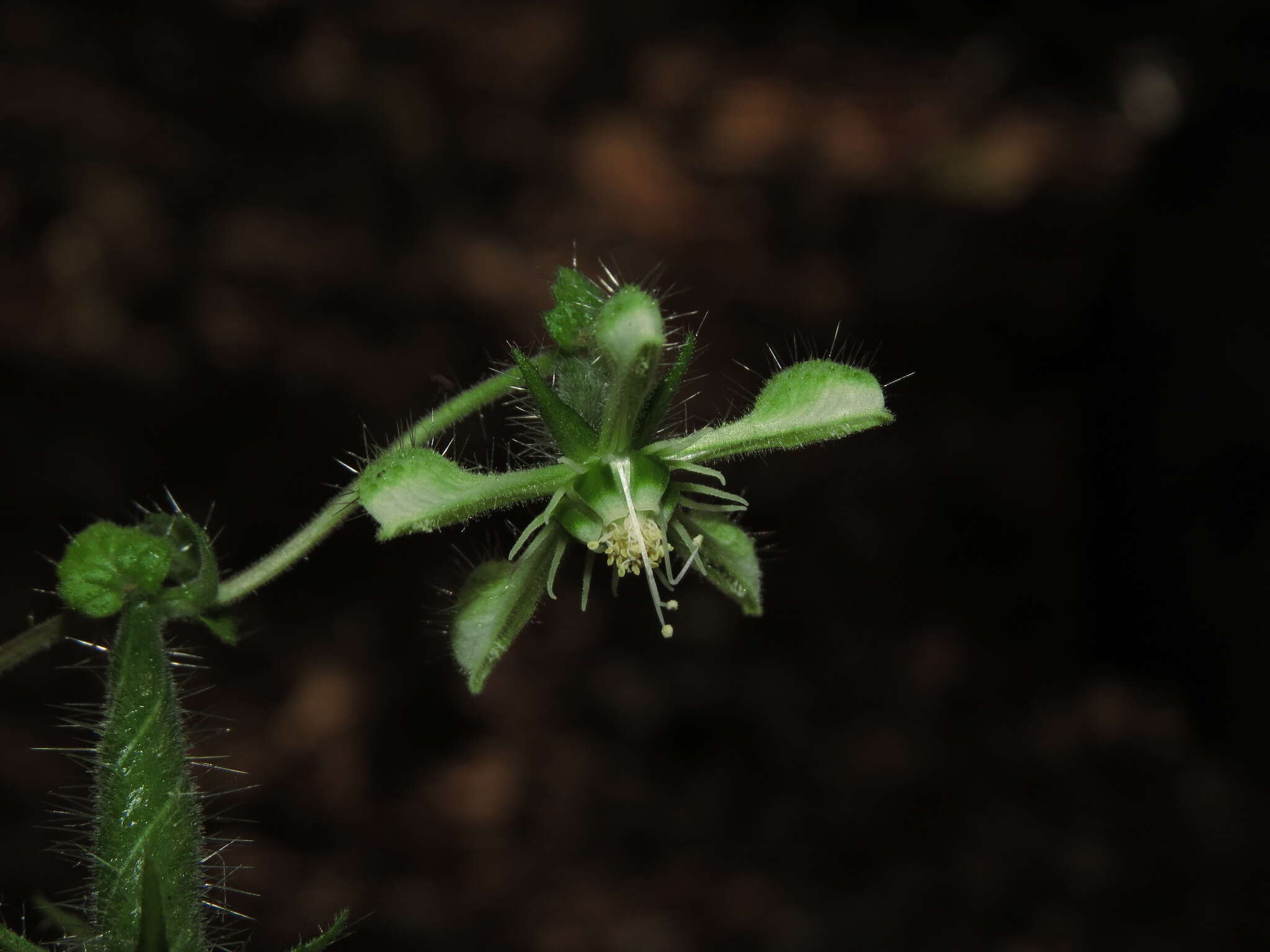 Image of Blumenbachia silvestris Poepp.