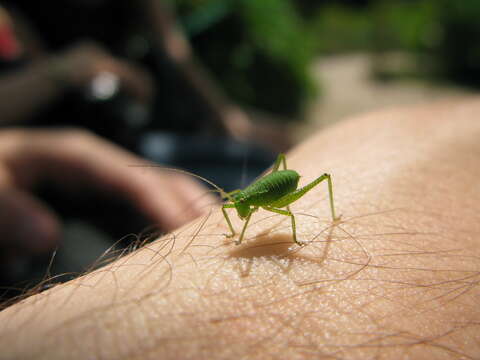 Image of speckled bush-cricket