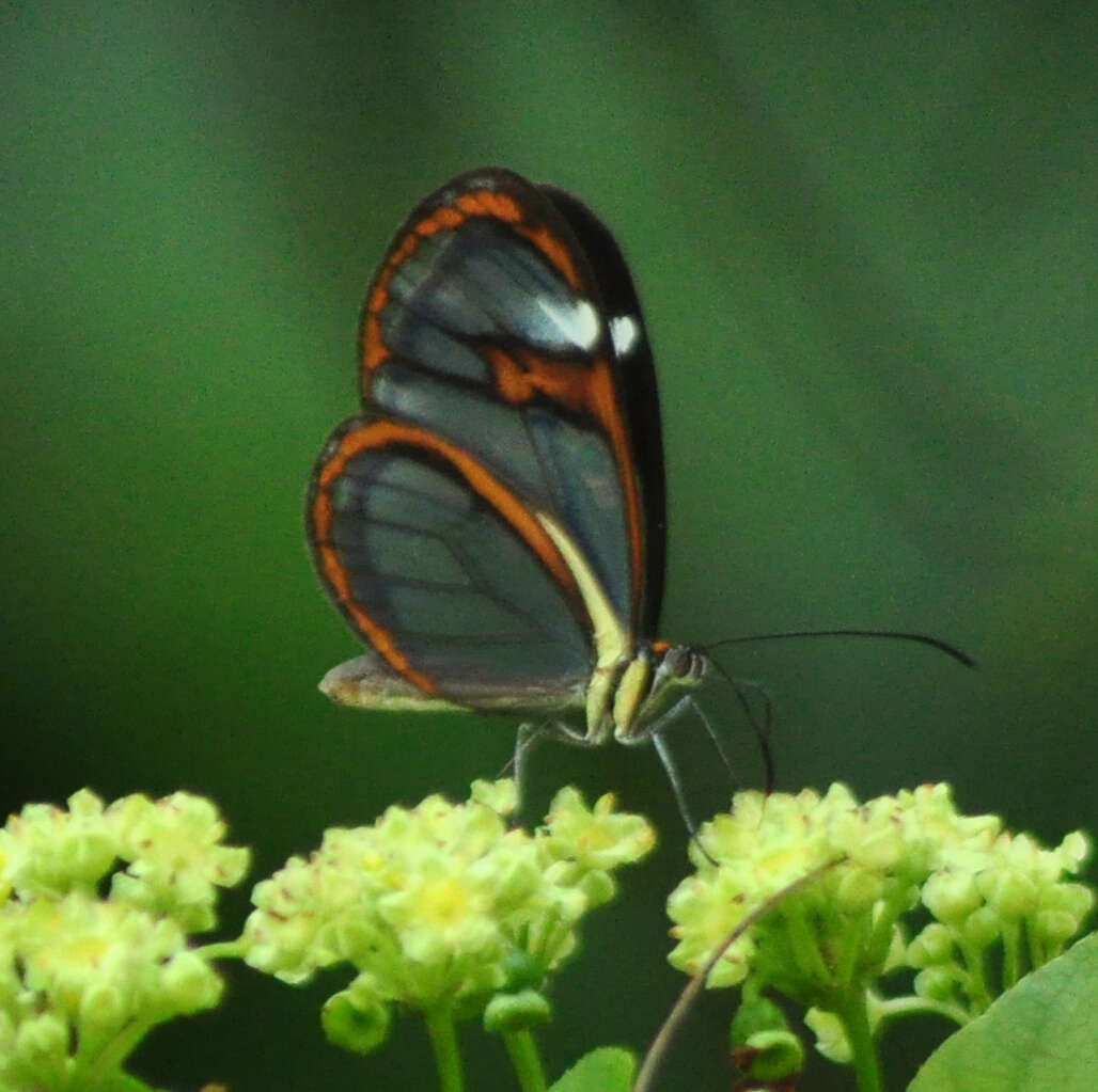 Image of Ithomia drymo Hübner 1816