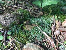 Image of cup lichen