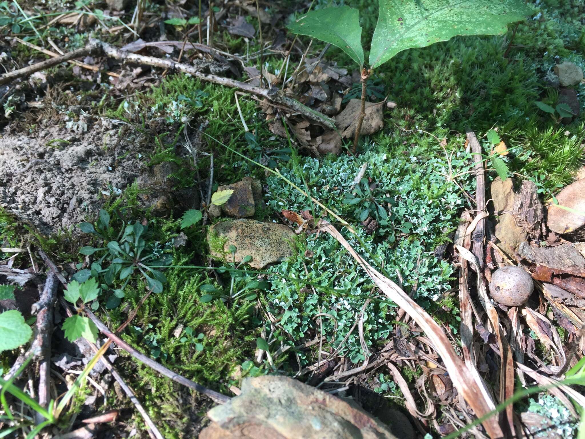 Image of cup lichen