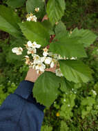 Sivun Crataegus holmesiana Ashe kuva