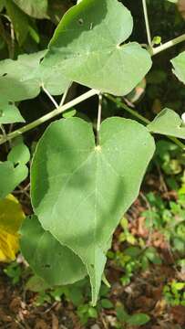 Image of Abutilon lauraster Hochr.