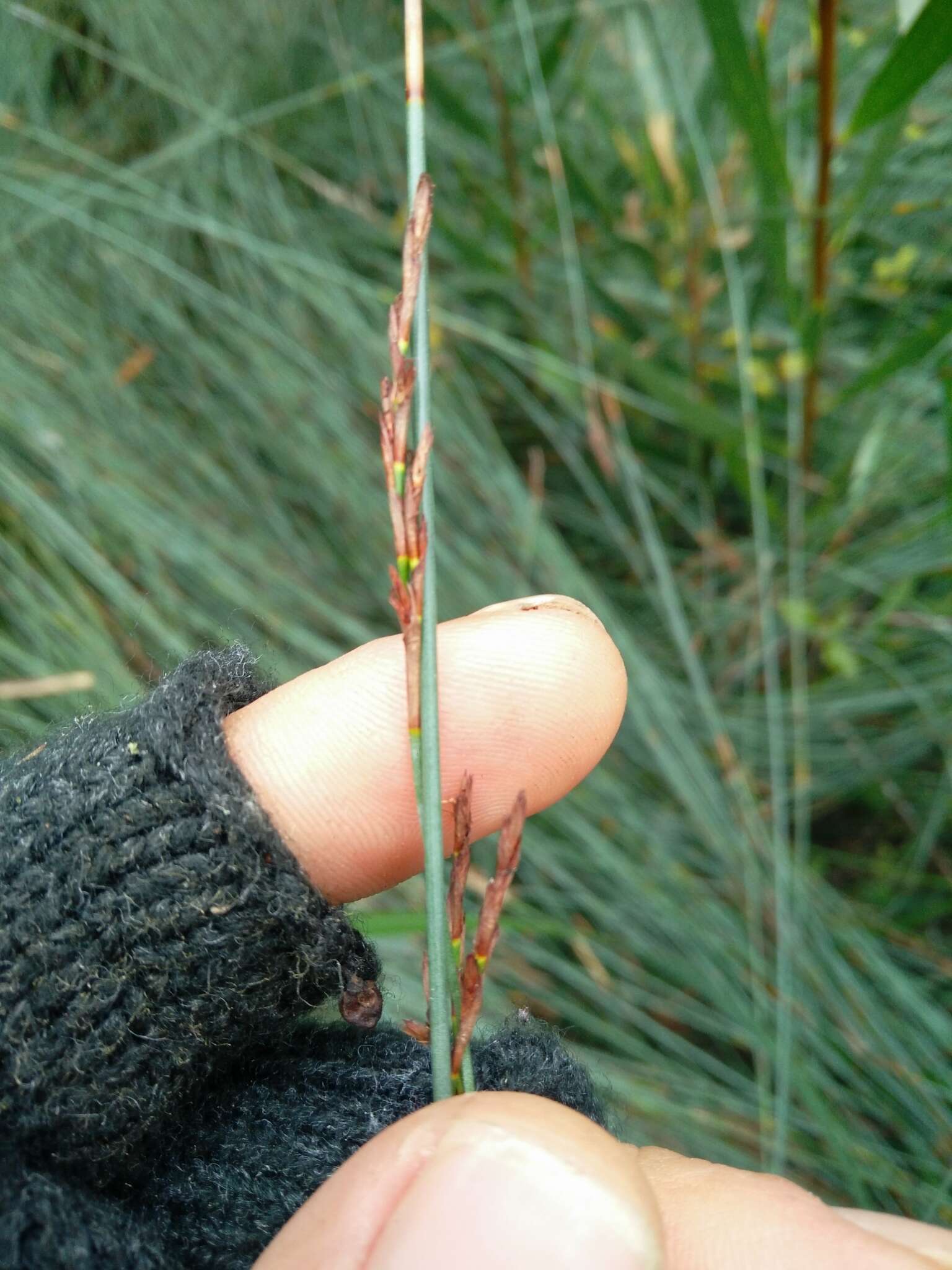 Imagem de Machaerina juncea (R. Br.) T. Koyama