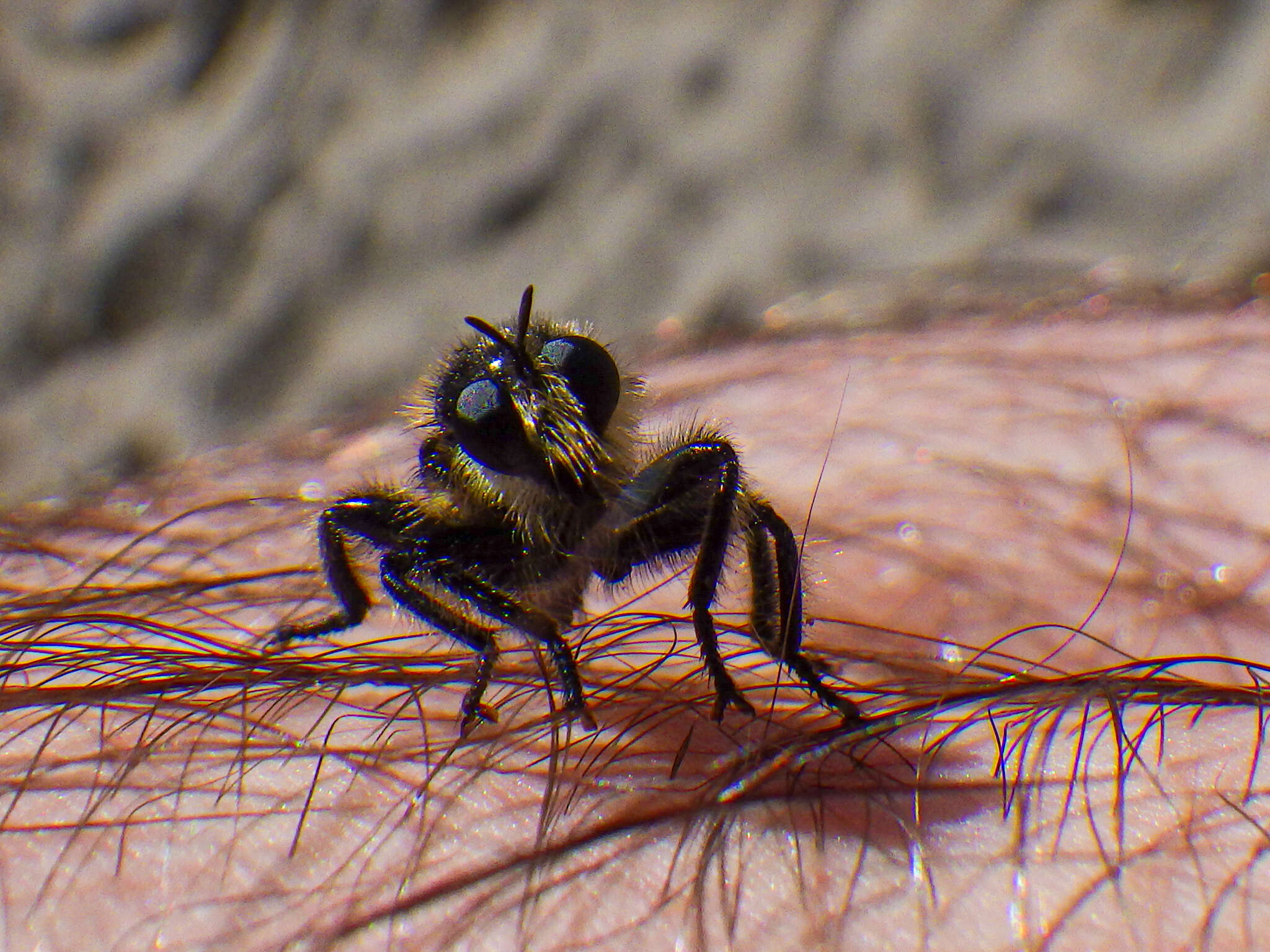 صورة Laphria columbica Walker 1866