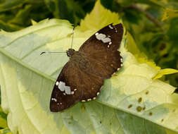 Celaenorrhinus leucocera Kollar 1848 resmi