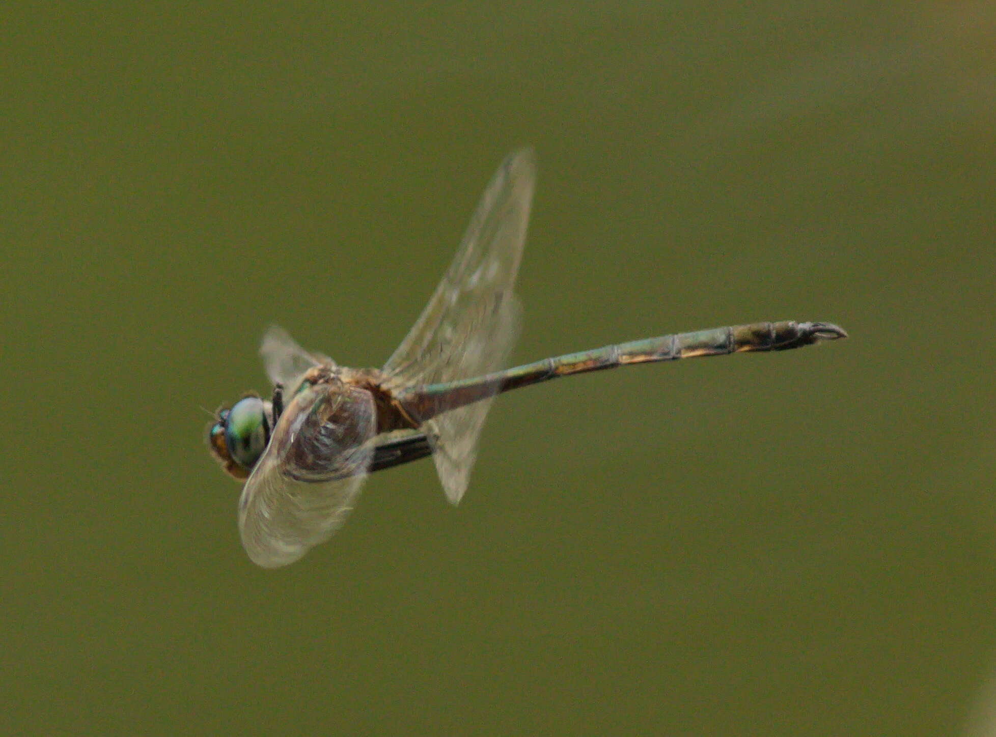 Image of Hemicordulia tenera Lieftinck 1930