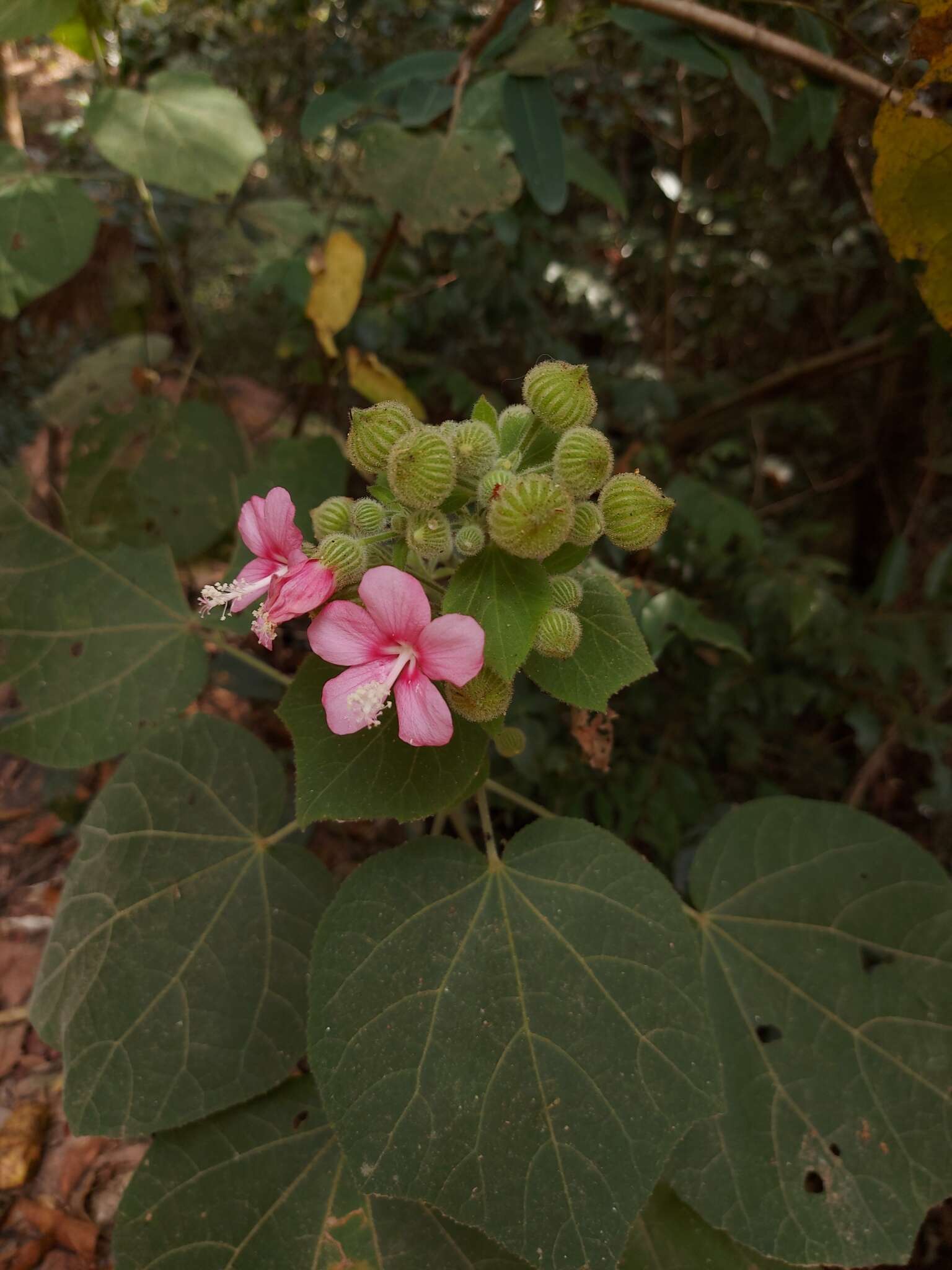 Image of Pavonia malacophylla (Link & Otto) Hemsl.