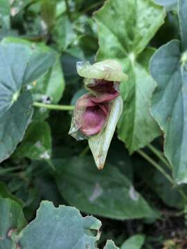 Image of Begonia bracteosa A. DC.