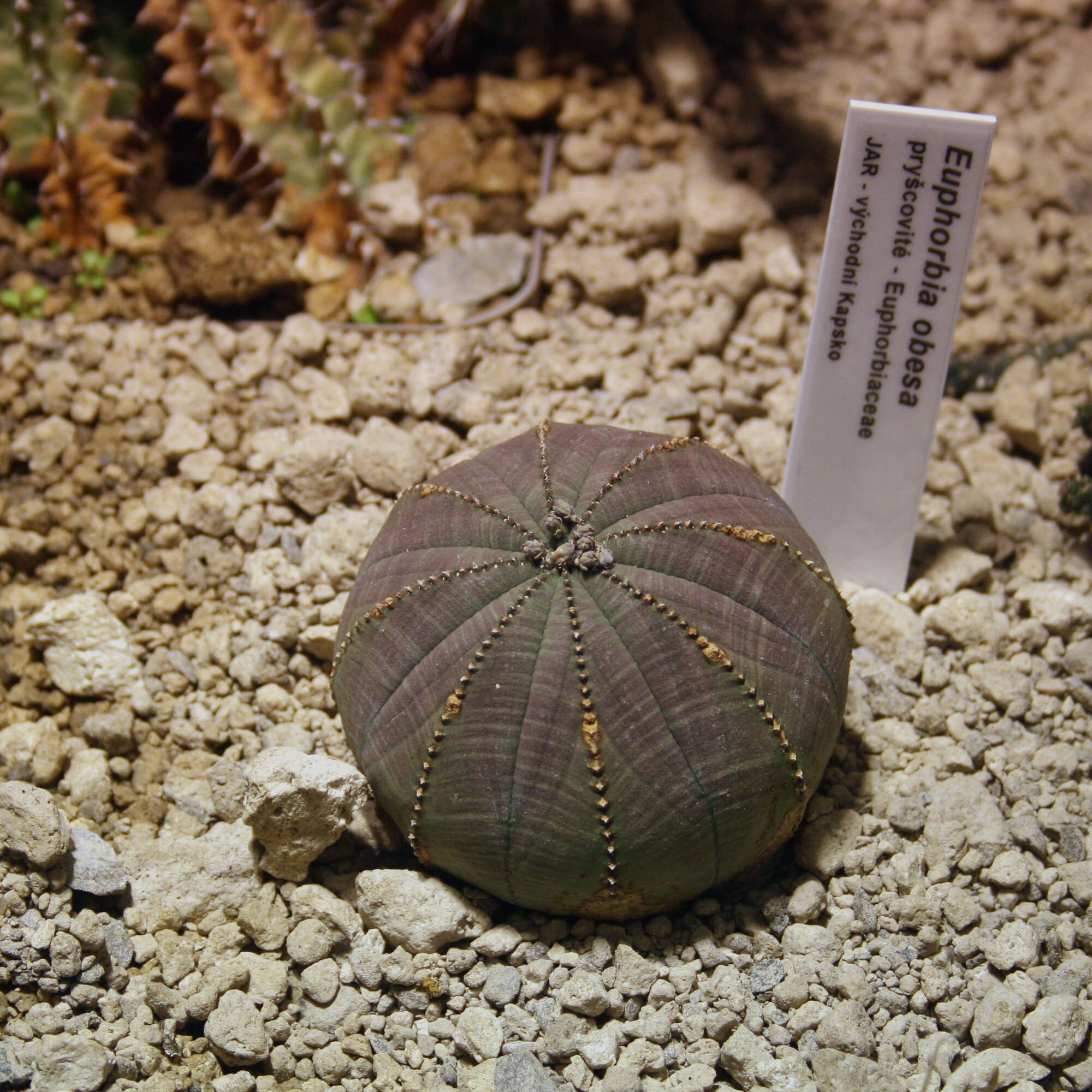 Image of Euphorbia obesa Hook. fil.