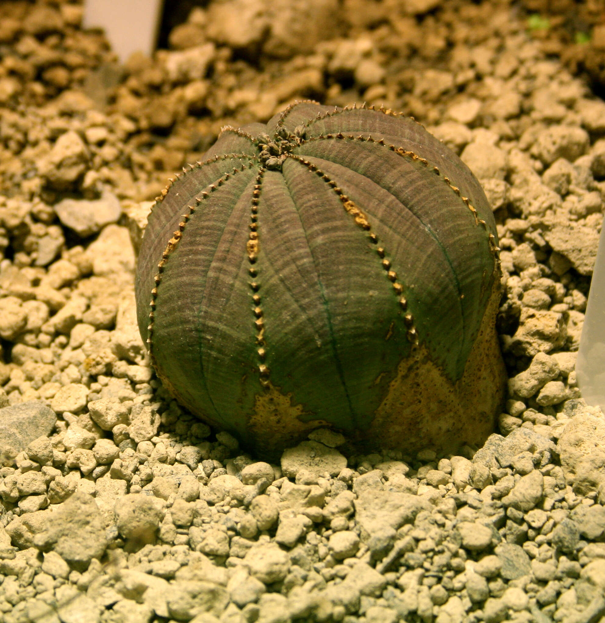 Image of Euphorbia obesa Hook. fil.