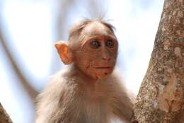 Image of Bonnet Macaque