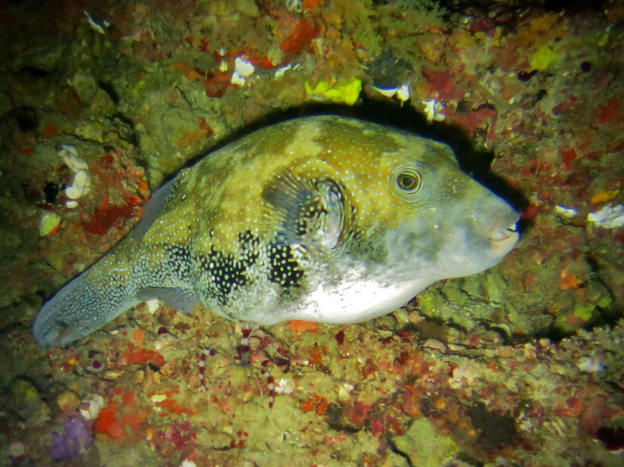 Image of Blue-spotted Puffer