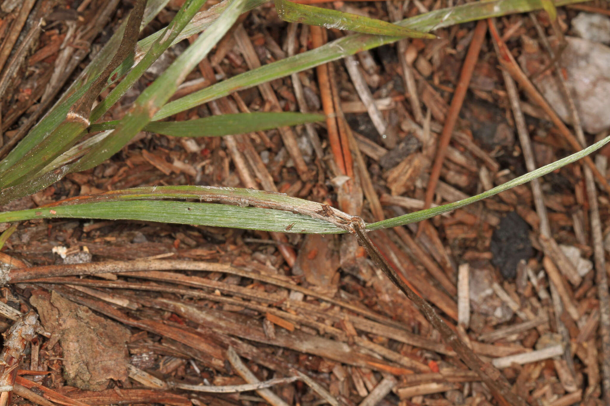 Image de Pityopsis graminifolia (Michx.) Nutt.