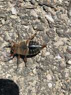 Image of Common cockchafer