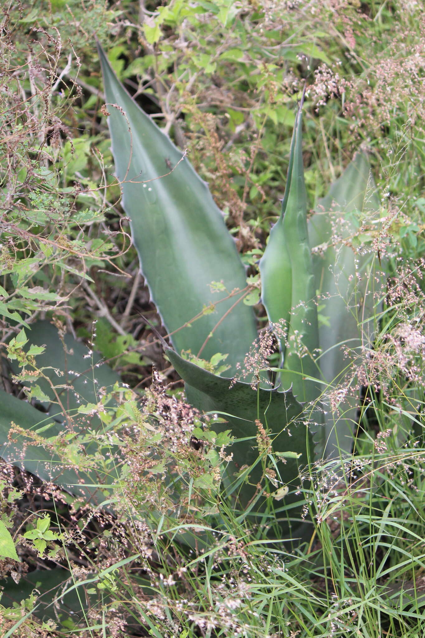 Image of Tequila Giant-Skipper