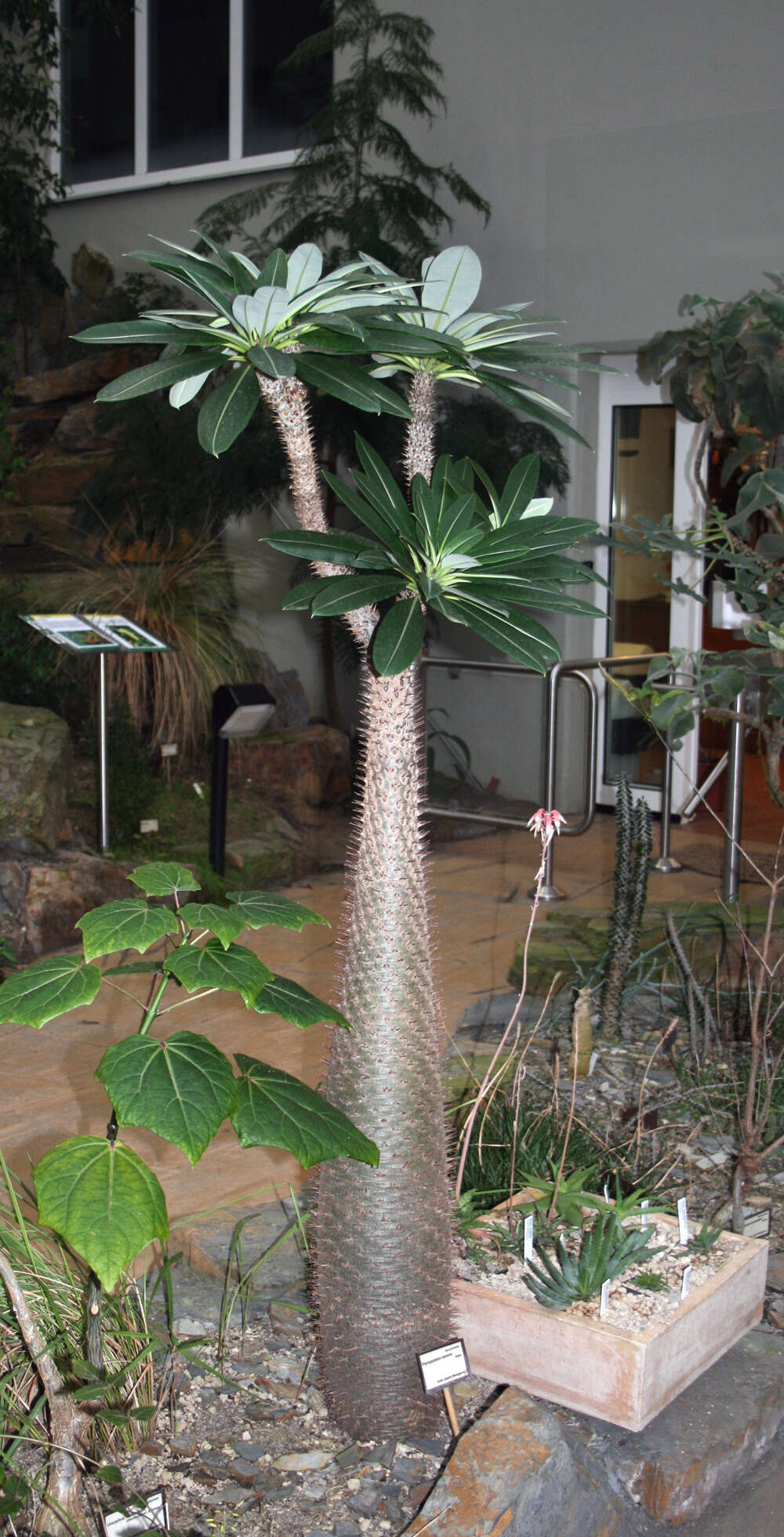 Image of Pachypodium lamerei Drake