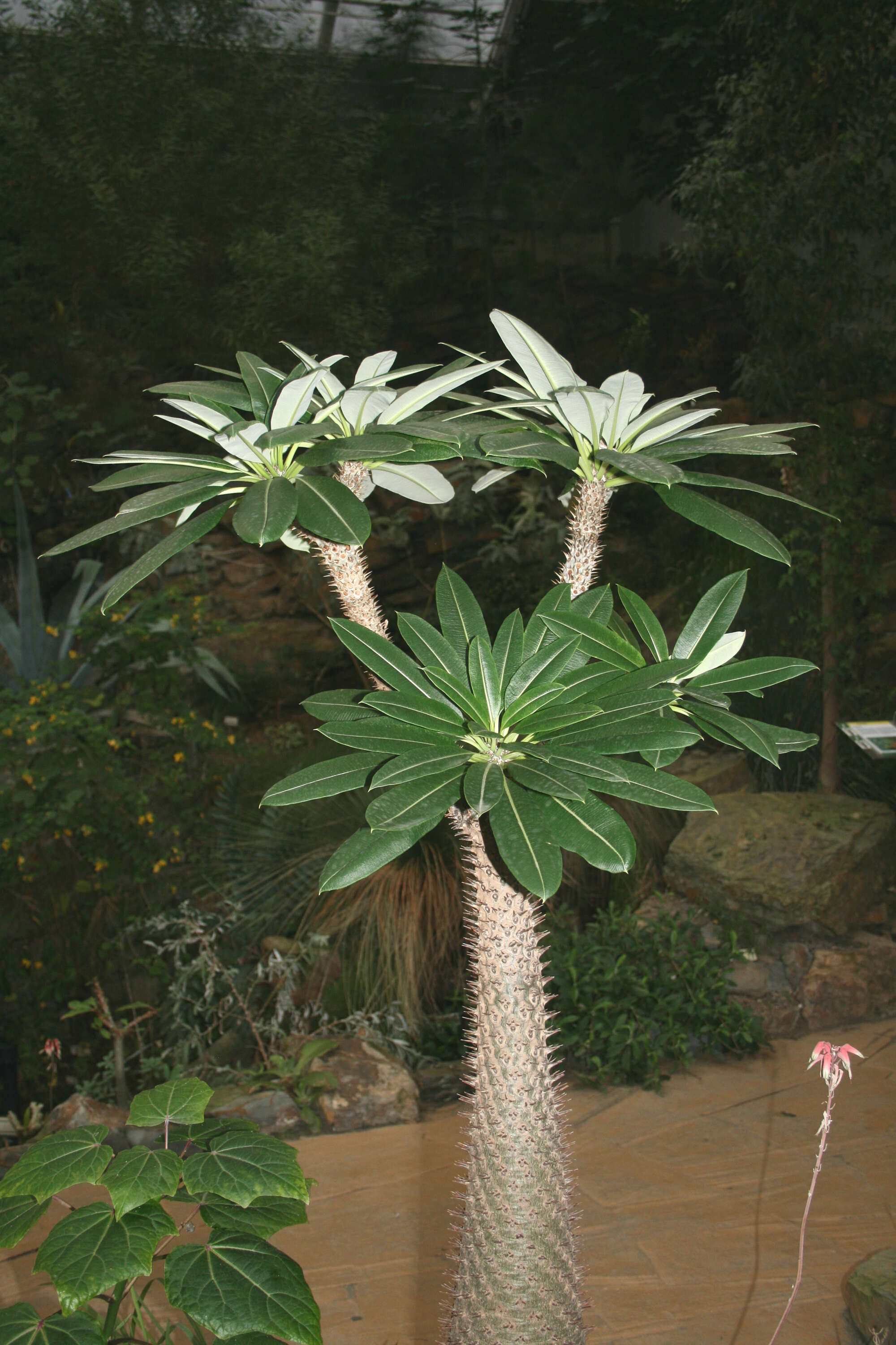 Image of Pachypodium lamerei Drake