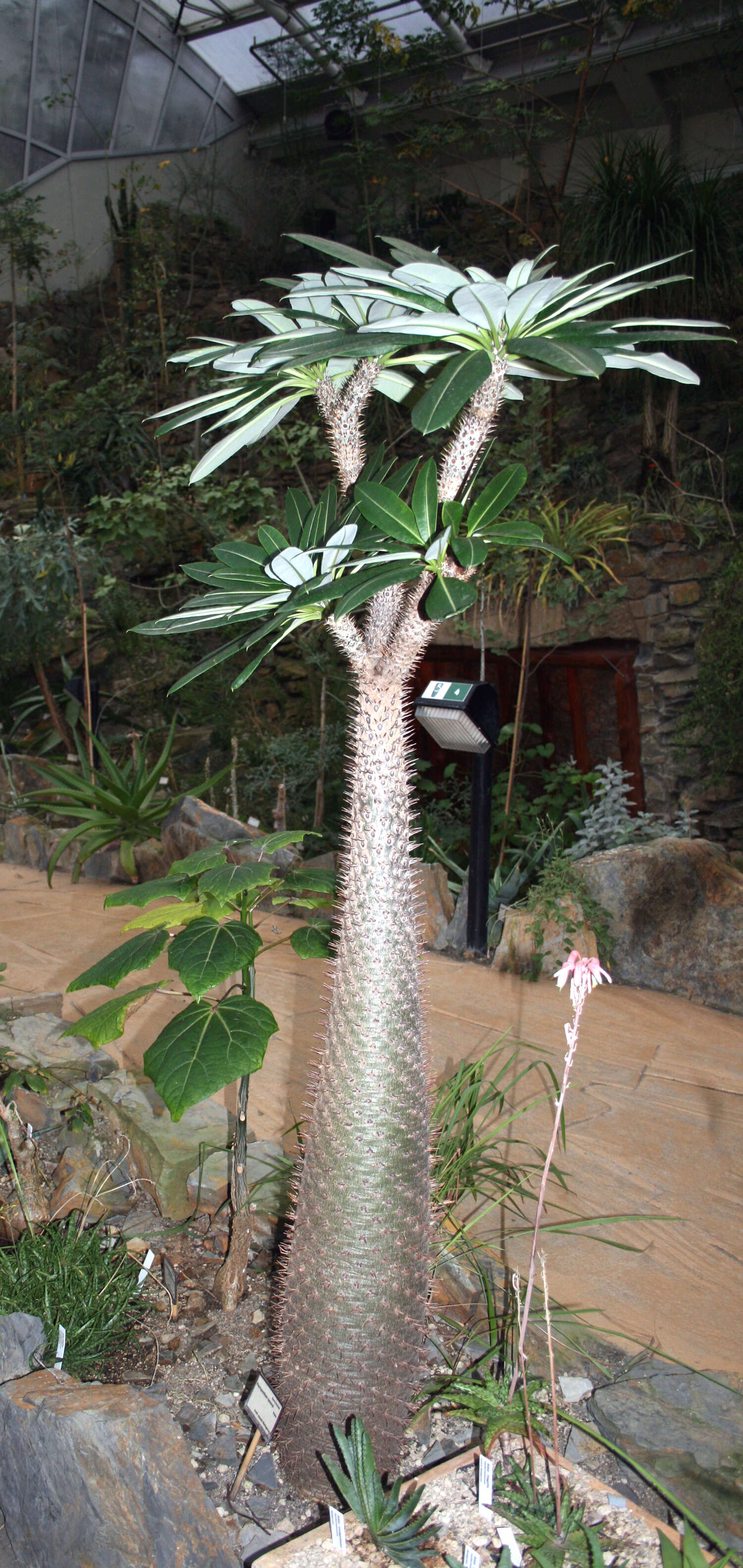 Image of Pachypodium lamerei Drake