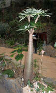 Image de Pachypodium lamerei Drake