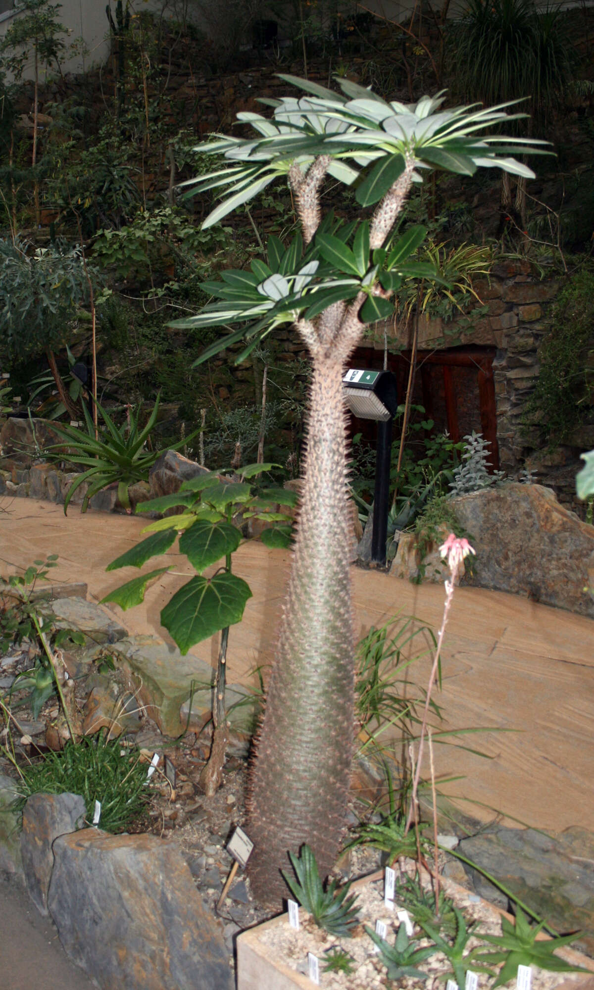 Image de Pachypodium lamerei Drake