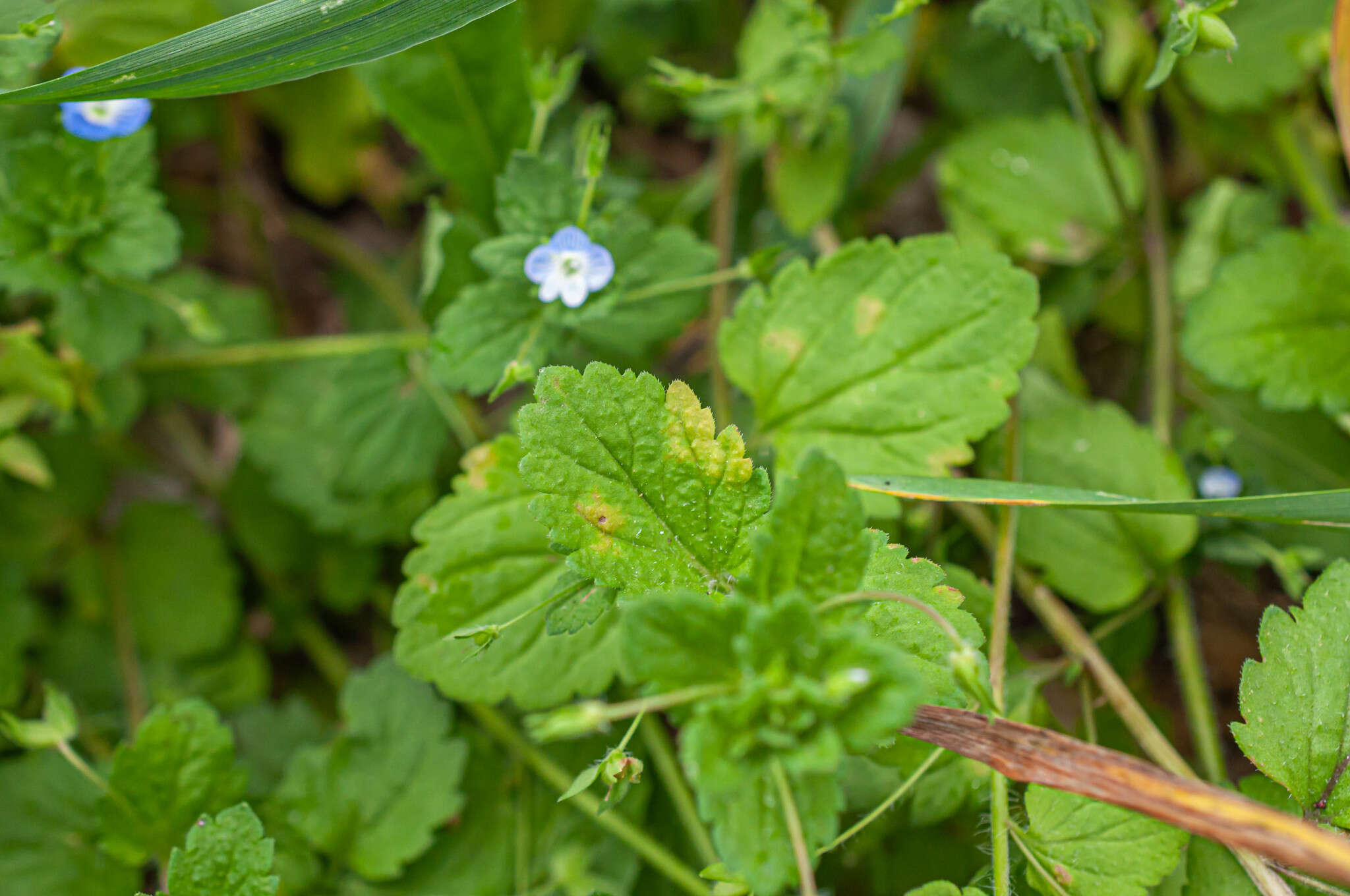 Plancia ëd Peronospora agrestis