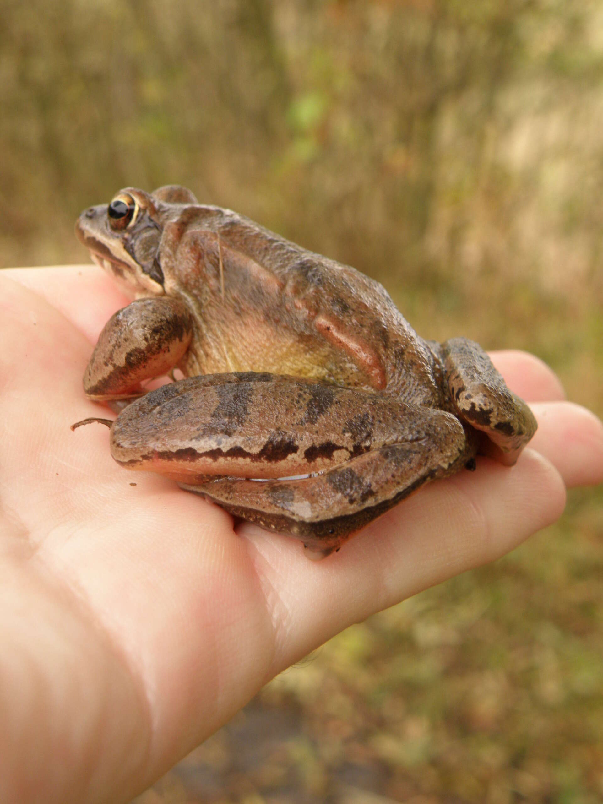 Image of Altai Brown Frog (Altai Mountains Populations)