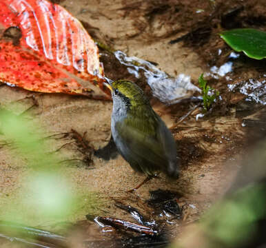 Image of Grey-bellied Tesia