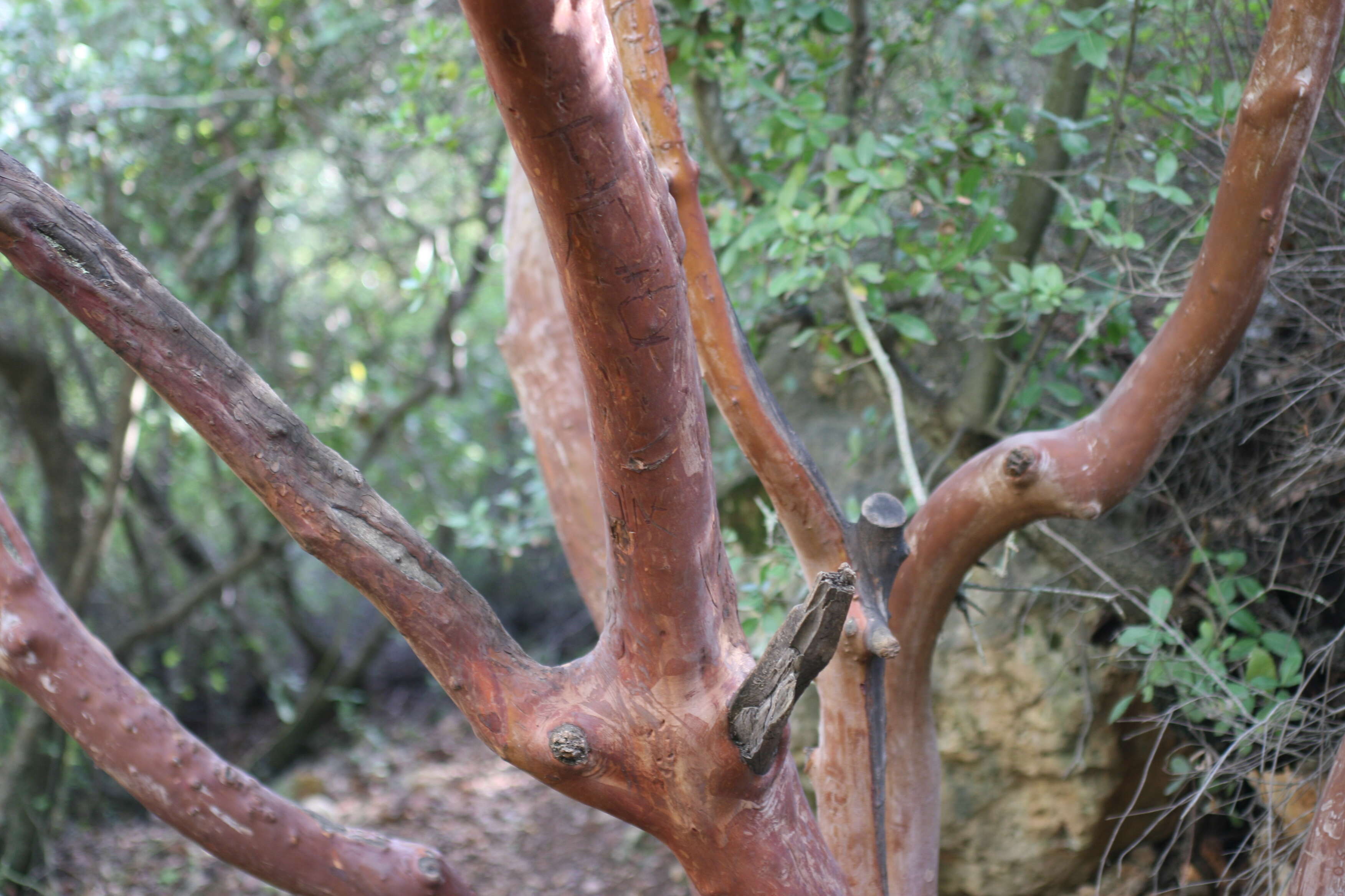 Image de Arbutus andrachne L.