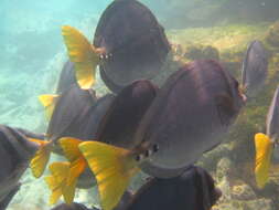 Image of Razor Surgeonfish