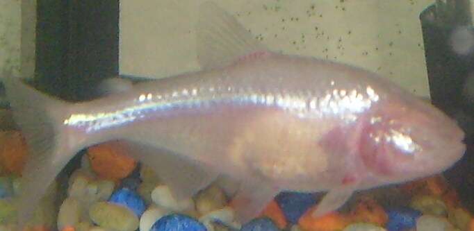 Image of Mexican Tetra