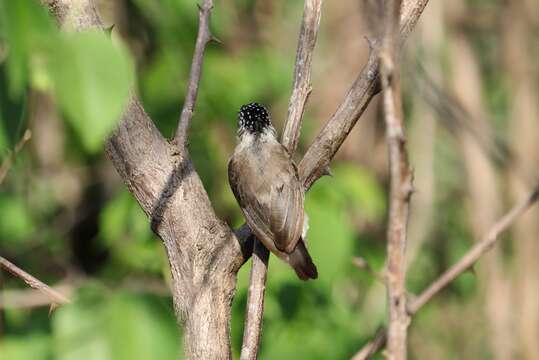 Image of Ochraceous Piculet