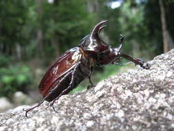 Image of Chalcosoma atlas keyboh Nagai 2004