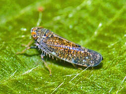 Image of Japanese Leafhopper