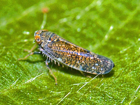 Image of Japanese Leafhopper