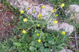 Image of Ranunculus millefolius Banks & Solander