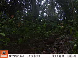 Image of Little Tinamou