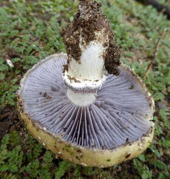 Image of Psilocybe coronilla (Bull.) Noordel. 1995