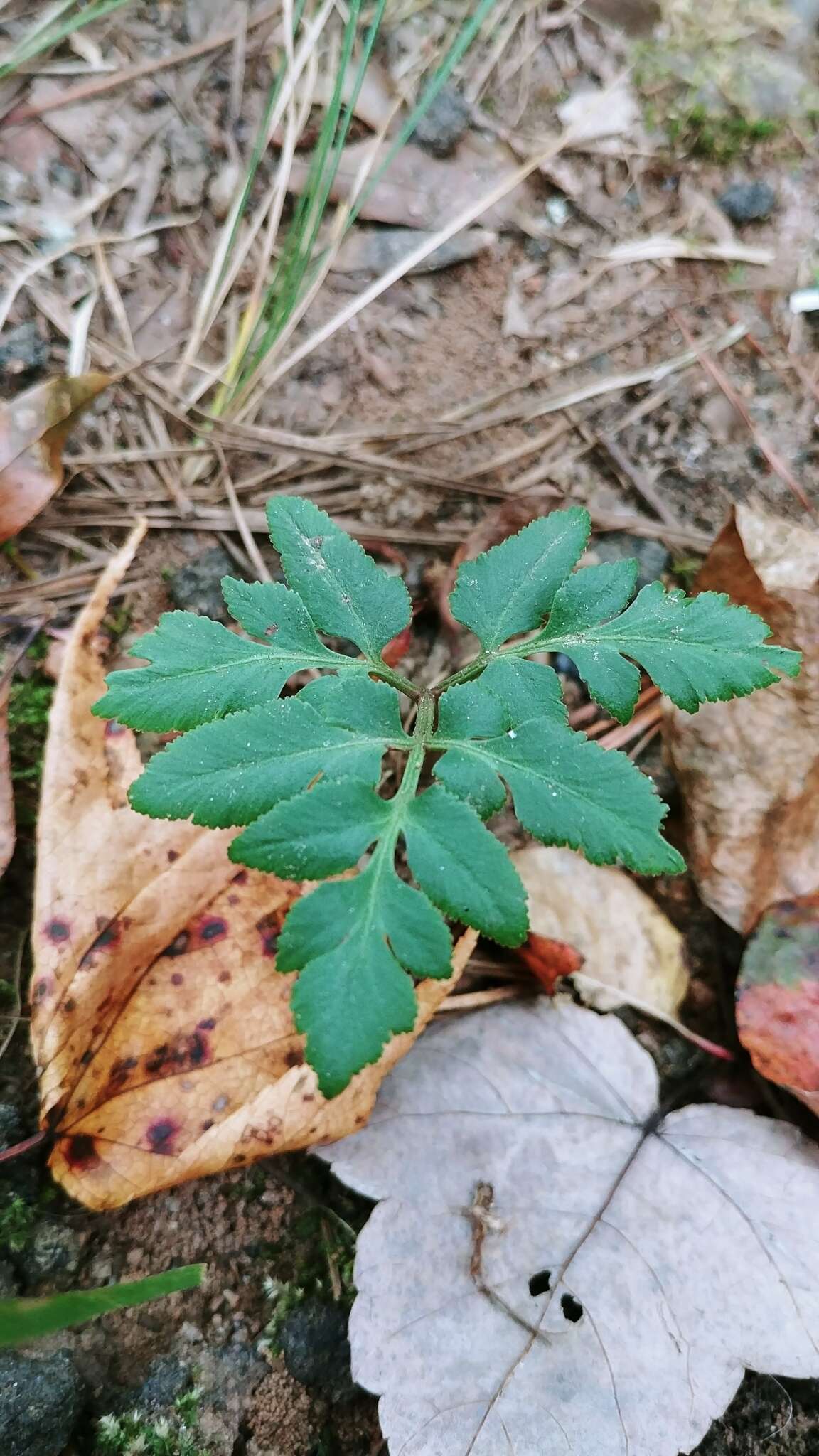 Sivun Sceptridium biternatum (Savigny) Lyon kuva